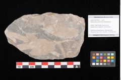 Foto (Objekt + Etikett) von Palaeocassia lanceolata Ettingshausen (NHMW-GEO-2024-0188-10601)